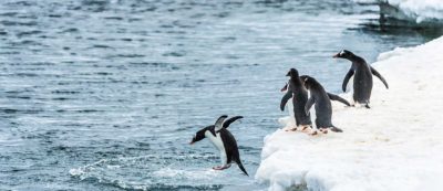 Ice swimming tradition and cryotherapy